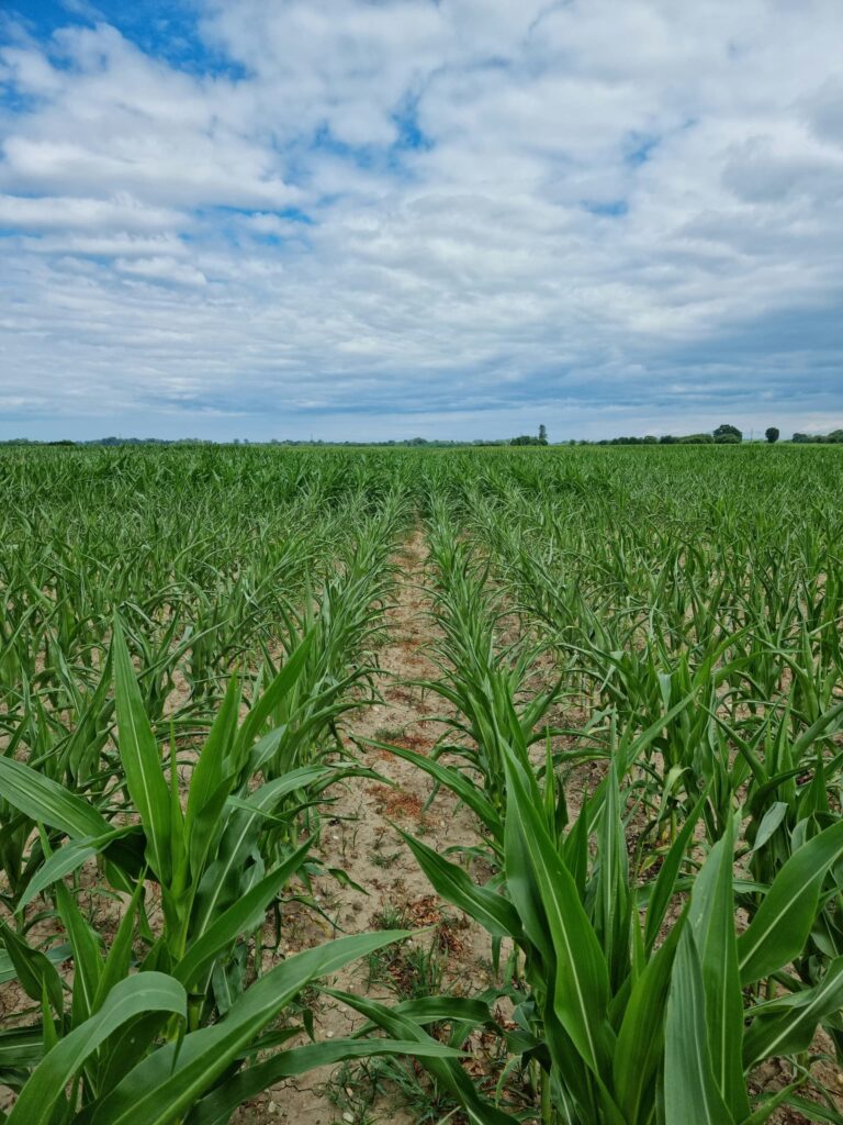 Poljski pokusi i testiranje u poljoprivredi