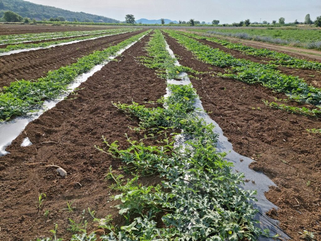 PEST PRO osigurava potrebnu opremu, polja i voćnjake za potrebe provođenja pokusa i to kroz ugovore sa lokalnim poljoprivrednicima diljem cijele Hrvatske čime pokrivamo dvije EPPO klimatske zone u Hrvatskoj