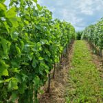 Tvrtka PEST PRO nudi istraživanja različitih kategorija sredstava za zaštitu bilja u Hrvatskoj