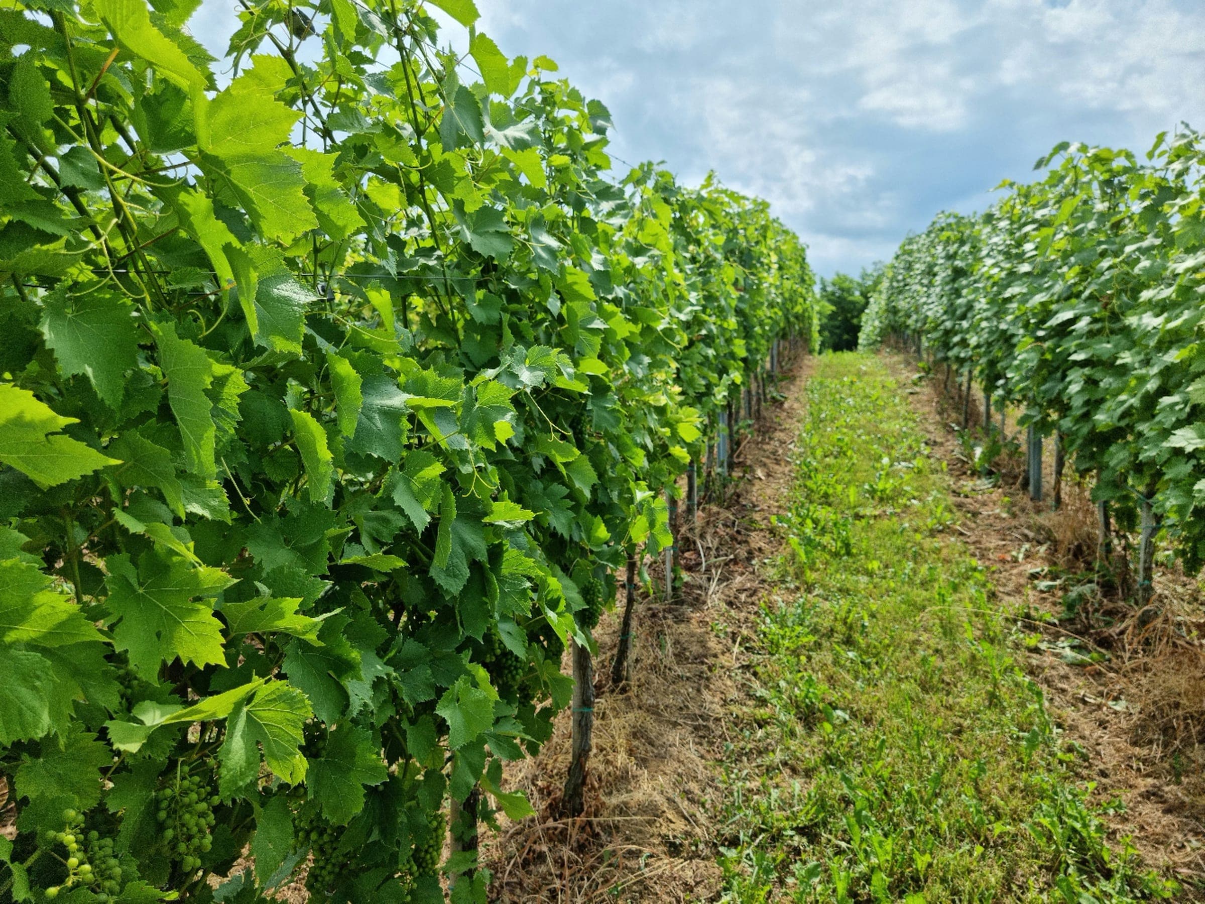 Tvrtka PEST PRO nudi istraživanja različitih kategorija sredstava za zaštitu bilja u Hrvatskoj