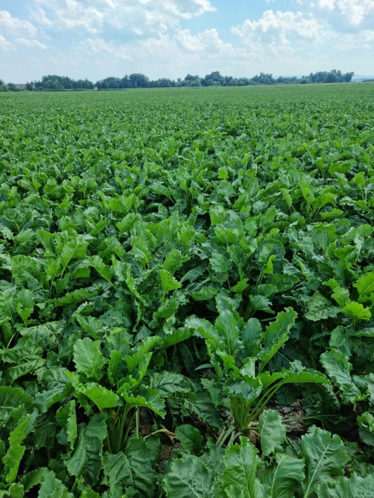 Tvrtka PEST PRO nudi istraživanja različitih kategorija sredstava za zaštitu bilja u Hrvatskoj