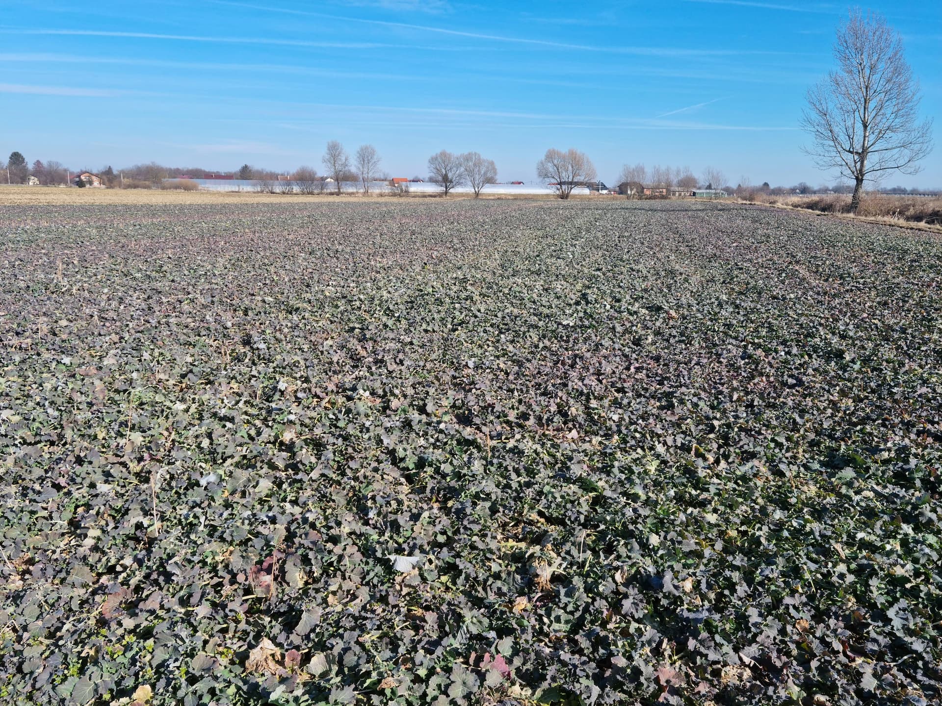 Pest PRO Specijalizirana je tvrtka za registraciju sredstava za zaštitu bilja i istraživanja poljskih pokusa