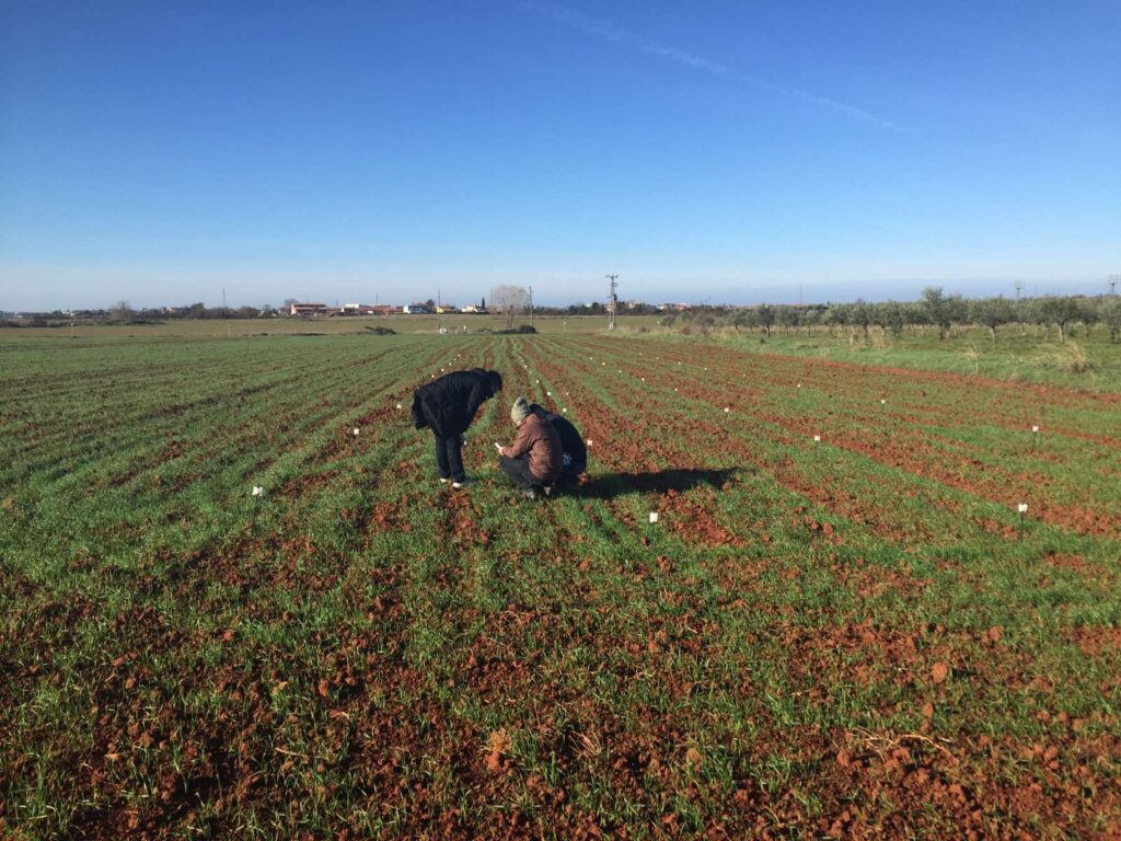 Poljski pokusi se provode u skladu s dobrom eksperimentalnom praksom – prema GEP i EPPO standardima.