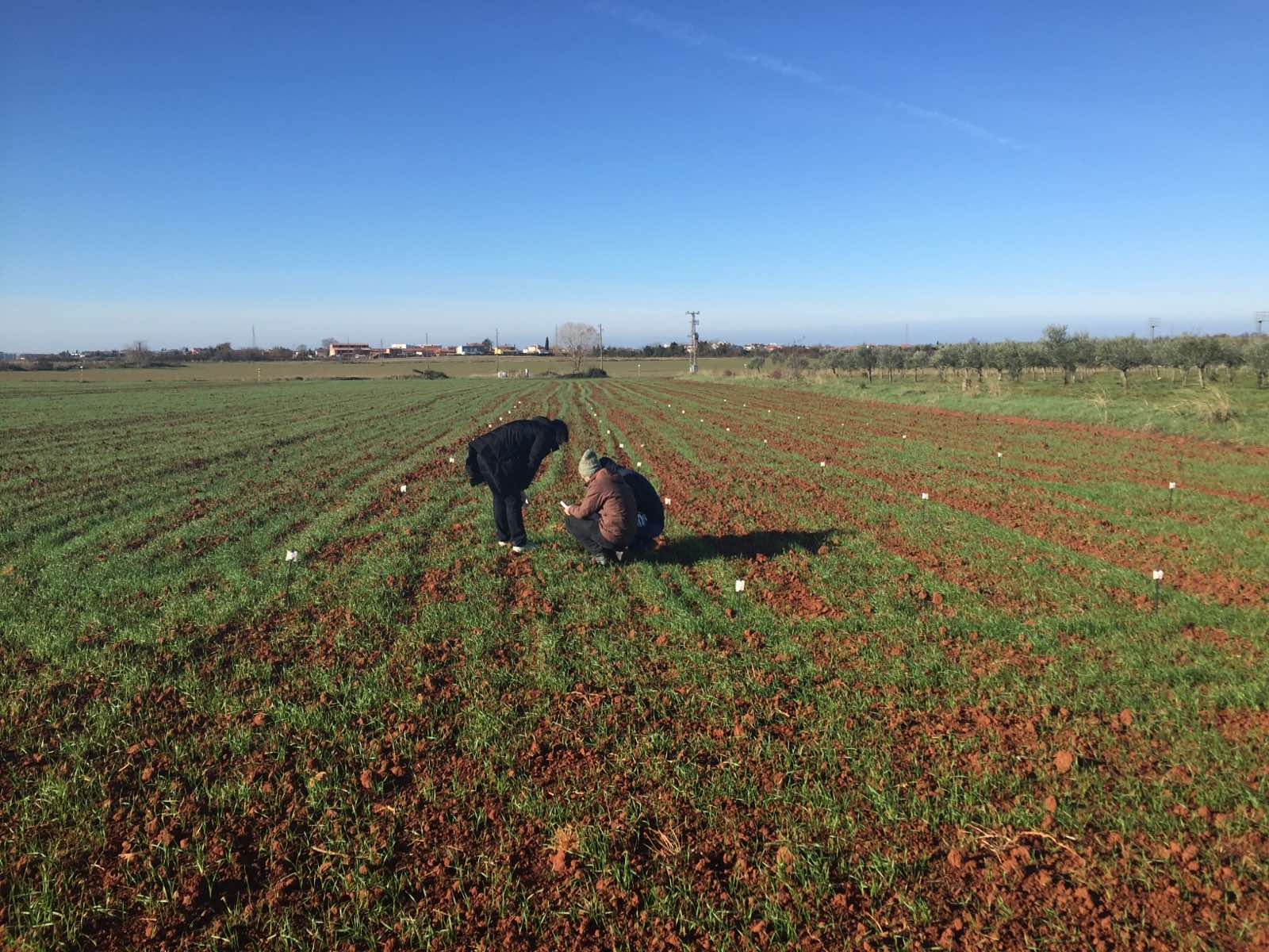 Poljski pokusi se provode u skladu s dobrom eksperimentalnom praksom – prema GEP i EPPO standardima.